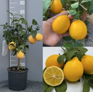 Citrus Meyer/Citrónovník Meyer s plody, výška 60-80cm s květináčem