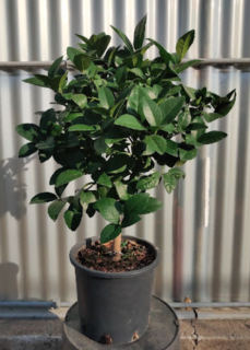 Citrus Limone Rosso (červený citrus) - výška 60/80 cm