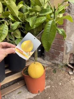 Citrus Pomelo - výška 60/80cm
