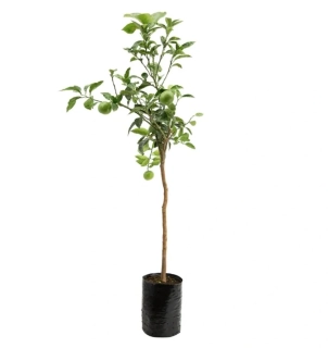 Grapefruit růžový (Grep) - Pompelmo rosa, výška 120-150cm