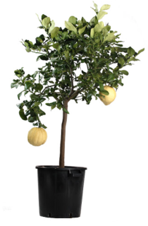 Citrus limone pane 140-160cm s kvetináčem