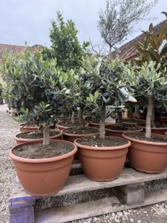 Olea Europaea - olivovník 40-45cm s kvetináčem