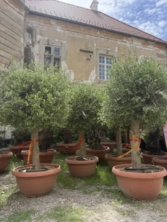 Olea Europaea - Olivovník výška 170-180cm s kvetináčem