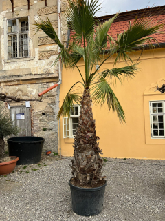 Washingtonia robusta 240-250cm ( -10°C)