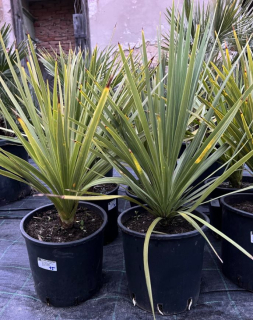 Dracaena indivisa - Cordyline indivisa zelená 50cm