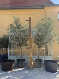 Jarní akce - Olivovník - Olea Europea, výška 230-270cm, květináč: 35-45L
