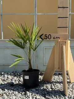 Trachycarpus fortunei, výška rostlinky 40-50cm