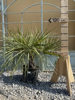 Butia capitata 100cm (-12°C)