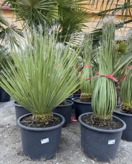 Dasylirion serratifolium 110cm