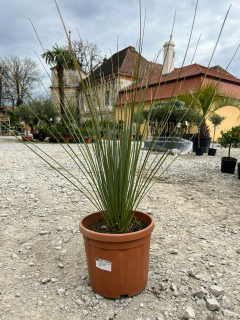 Dasylirion longissimum 80cm