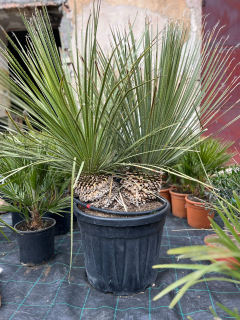Dasylirion serratifolium dvojkmen 140cm