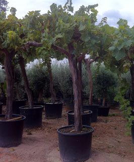 Réva bílá - 250cm (Vitis vinifera)