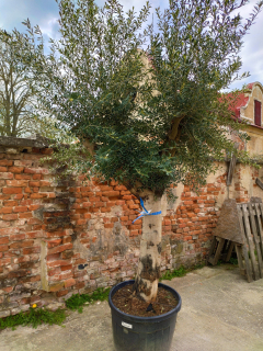 Olivovník výška 240-260cm, objem květináče 130l