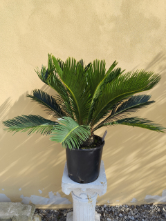 Cykas revoluta výška s květ. 70-80 cm