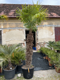 Trachycarpus fortunei, výška kmene 165cm