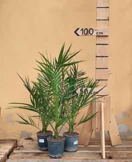 Datlovník - Phoenix canariensis, krásná rostlina s viditelným kmenem, výška s květináčem 60-70 cm (-6°C)