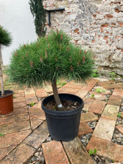 Borovice Brepo Pinus Nigra Brepo 63cm výška rostliny + květináč
