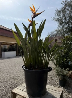 Strelície královská reginae s květinami, výška 90-110cm s květináčem