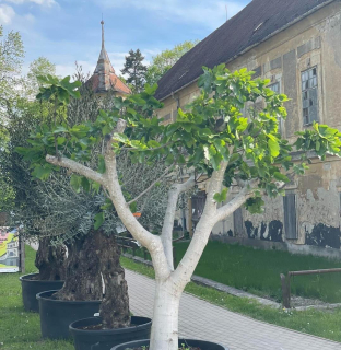 Fíkovník Ficus carica - 250cm, -12°C