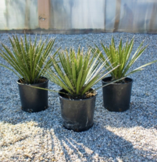 Yucca Filifera 40cm (s květináčem 60cm)