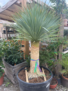 Yucca rostrata výška s květ. 170-180 cm, do -22'C