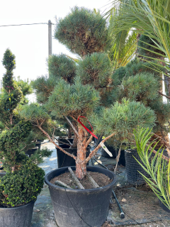 Borovice lesní - Pinus sylvestris výška 400cm s květináčem