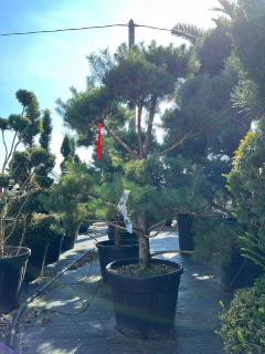 Borovice lesní bonsaj / Pinus Mugo Bonsai výška 300cm s květináčem