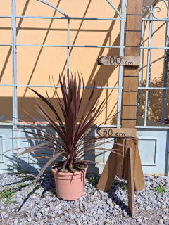 Cordyline Australis 'Red Star' 80-90cm