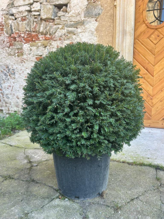 Tis obyčejný (Taxus a Palla) 90-100CM