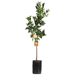 AKCE 4 citrusy = 2490,-  nakombinujte si níže - výška 130-150cm