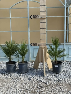 AKCE 2+1 ZDARMA - Chamaerops Humilis 40-50cm, -14°C