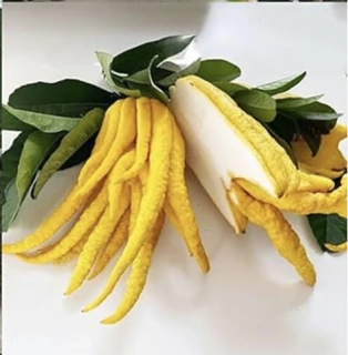 Citrus Budhova ruka - Mano di Budha 150-180cm