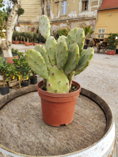 Akcia - Opuncia vulgaris - výška 40-50cm včetně květináče