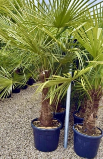 Trachycarpus fortunei (Chamaerops excelsa), výška palmy s květináčem 150-170cm