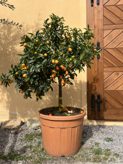 Kumquat 150cm i s květináčem