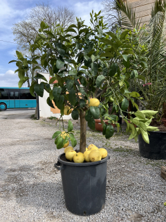 Pomelo 160cm s plody