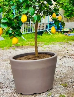 Kvetináč Ercolino Ercole - 50 cm šírka, rôzne farby