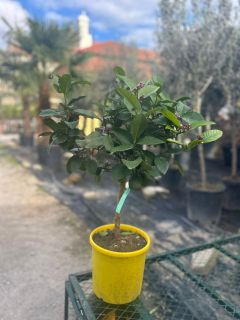 Citrus Meyer/Citrónovník Meyer s kvetmi bez plodov