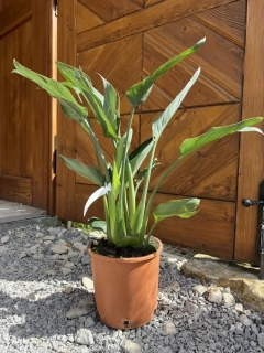 Strelície královská reginae 90cm s květináčem