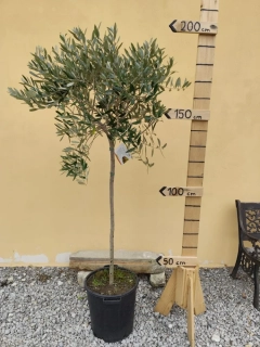 Olea Europaea - olivovník 190-210cm