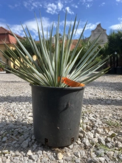 Yucca Rostrata, mrazuvzdorná do -22°C, výška 50-65cm s květináčem