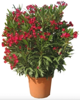 Nerium Oleander různé barvy - výška 100-120 CM s květináčem