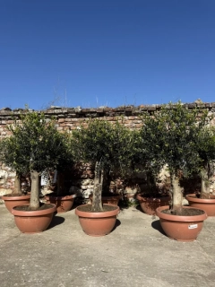 Jarní akce - Olea europaea Bonsai deco, výška 140-160cm, květináč 42L