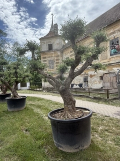 Olea Europea - olivovník 240-260 cm s kvetináčem