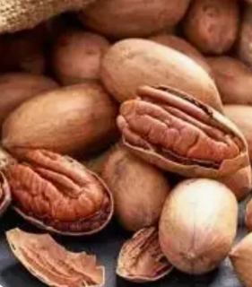 Ořech pekanový - Noce Pecan, výška cirku 170cm s květináčem