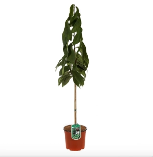 Asimina triloba - výška rostliny s květináčem 100cm