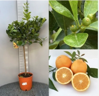 Citrus Arancio Navellina - pomeranč - výška 130-150cm