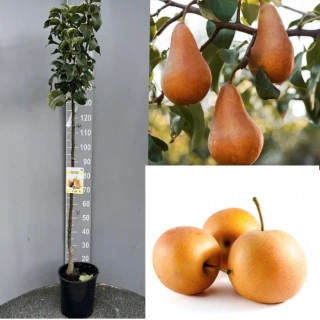 Hruška Nashi japonská, výška rostliny s květináčem 170cm