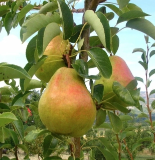 Hruška Williamsova, výška rostliny s květináčem 170cm