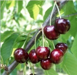 Čerešňa Lapins, výška rostliny s kvetináčem 130cm